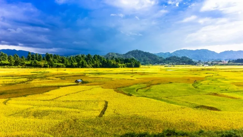 Ziro Valley